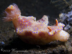 Chromodorididae nudibranch (Ceratosoma tenue) - Sangeang ... by Marco Waagmeester 